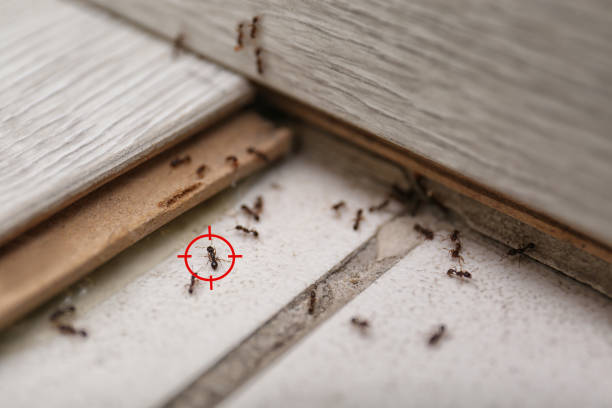 Best Flea Control Services  in Durand, MI