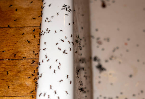 Best Best Pest Control Near Me  in Durand, MI