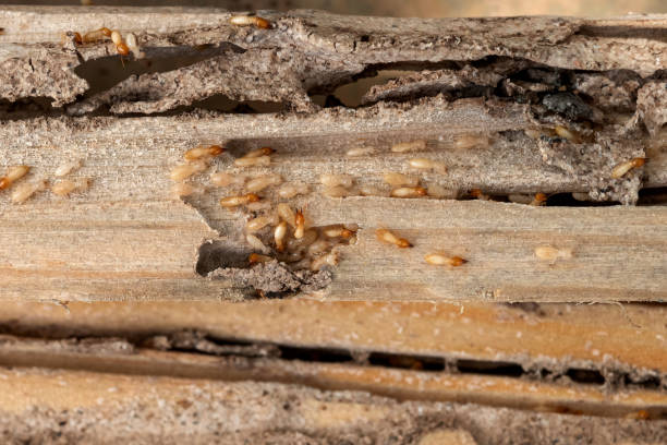 Best Ant Control Services  in Durand, MI