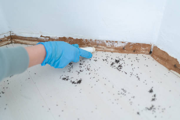 Professional Pest Control in Durand, MI